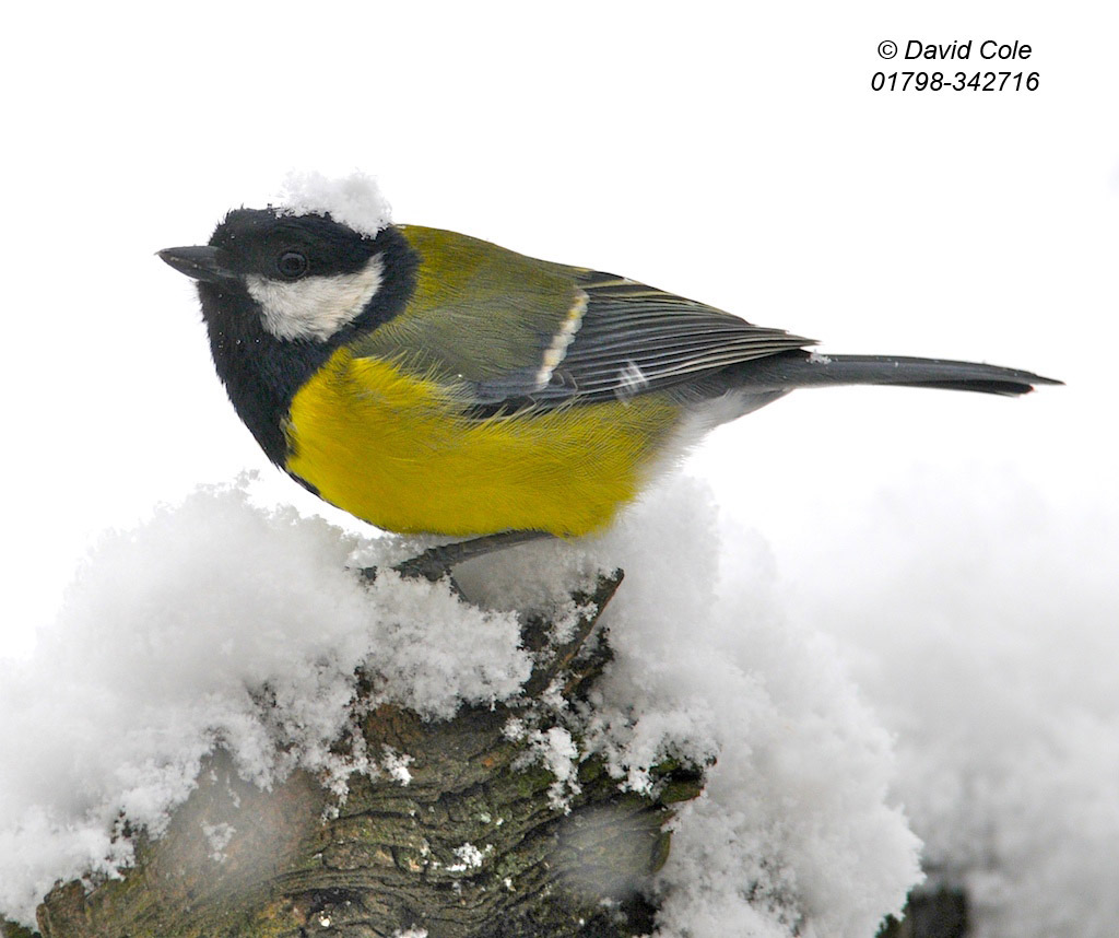 Tits in Snow